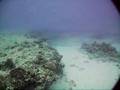 Scuba Diving Corsair, Koko Craters, Hawaii Kai, Oahu, Hawaii
