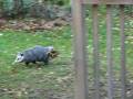 videos de Possum Nov 1, 2008.AVI