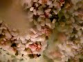 Sanyo Xacti CA65 Waterproof Test1