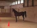 Intoxicating Gypsy Saddlebred Mare - Running Free