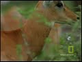 Impala Turf Wars Impala Turf Wars