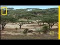 Impala Turf Wars