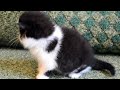 Click here to watch this video GO'JEWEL
