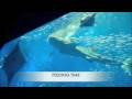 Okinawa's World's Largest Churaumi Aquarium in Japan