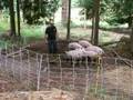 Podchef's Pastured Pork--Part Two