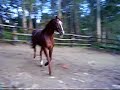 caballo alazan/ a coruña