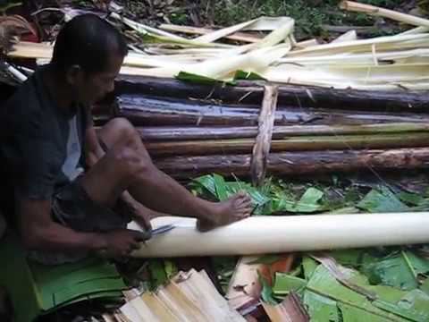 how to harvest abaca