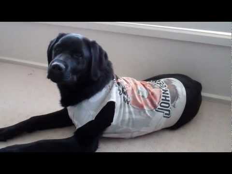 Watch Paws on YouTube