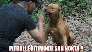 download pitbull egitiminde son nokta sizi cok sasirtacak hayir komutu ve pitbull kiskirtma in mp4 and 3gp codedwap
