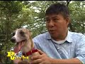 \"Pets Unlimited\" featuring The Whippet