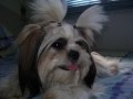 Dog Video Thumb