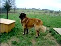 2 races de chiens:l'Estrela et le Gado Transmontano