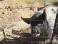 Caperton Farm in Arkansas.wmv