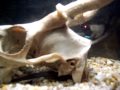 YouTube - lesser sirens - deer skull new tank