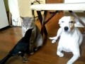 Crow feeding the cat and dog / Ворона кормит кошку и собаку Crow feeding the cat and dog / Ворона кормит кошку и собаку