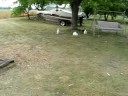 mutants out for a run