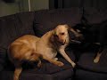 Bruschi, Lucy and Molly playing
