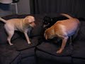 Bruschi, Lucy and Molly playing