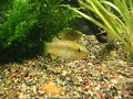 Aphanius villwocki \"Anatolian killifish\"