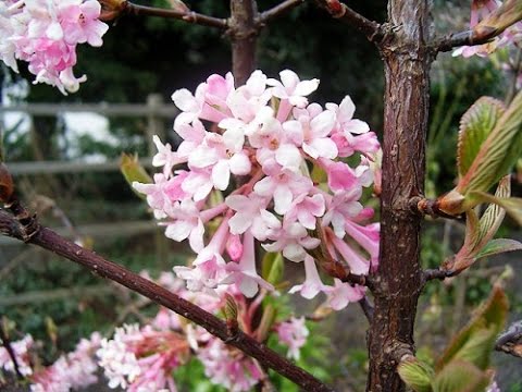 Как высаживать калину Как высаживать калину
