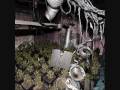 videos de uk cannabis busts rochdale.wmv