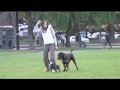 Boston Terrier video