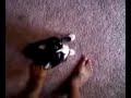 New Cat 2
