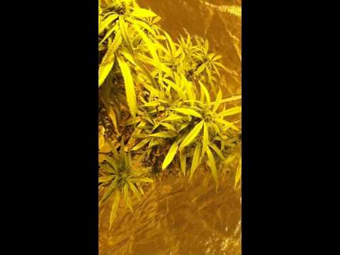 how to grow og purple kush