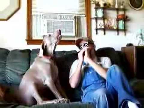 Foto Bild: Video: Hund Shot Z singt den Blues