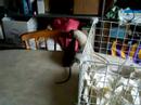 My Ratty Grandkids