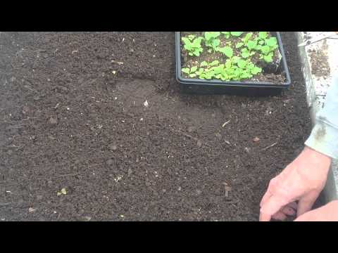 how to transplant turnips