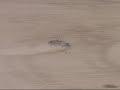 HiAmp: brushless E-Maxx making dust HiAmp: brushless E-Maxx making dust