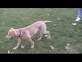 Sandy and Friends