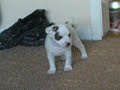 russell pups russell pups