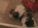 Hannah Montana 3,5 weeks