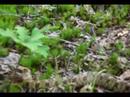 Hognose Snake Dragging Its Mate