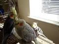videos de Patagonian Conure & Cockatiel