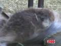 videos de Flokdyr: 