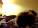 bentley playing peek a boo.