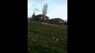 Konya~Ereğli   Aziz Geçer Oyun kuşları