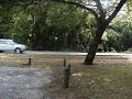 Nebor releases a trapped squirrel