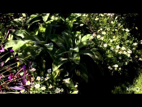 how to transplant lambs ear