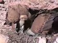 El Buitre leonado. Alimentación y biología