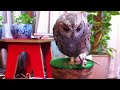 Click here to watch this video ヨーロッパコノハズク