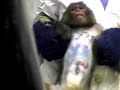Covance - Undercover Investigation in Virginia (PETA)  Diarrhea Large Intestine