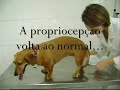Acupuntura Veterin�ria