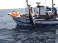 Cetaceos y tráfico marítimo en el Estrecho de Gibraltar