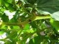 Ants in my garden