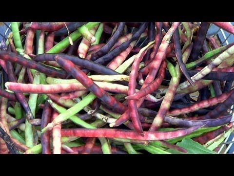 how to put up purple hull peas