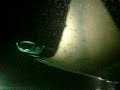 Hawaii Big Island Manta Ray Night Dive V